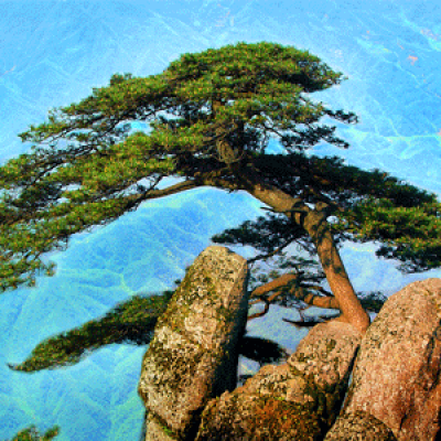 Pinus wugongshanensis